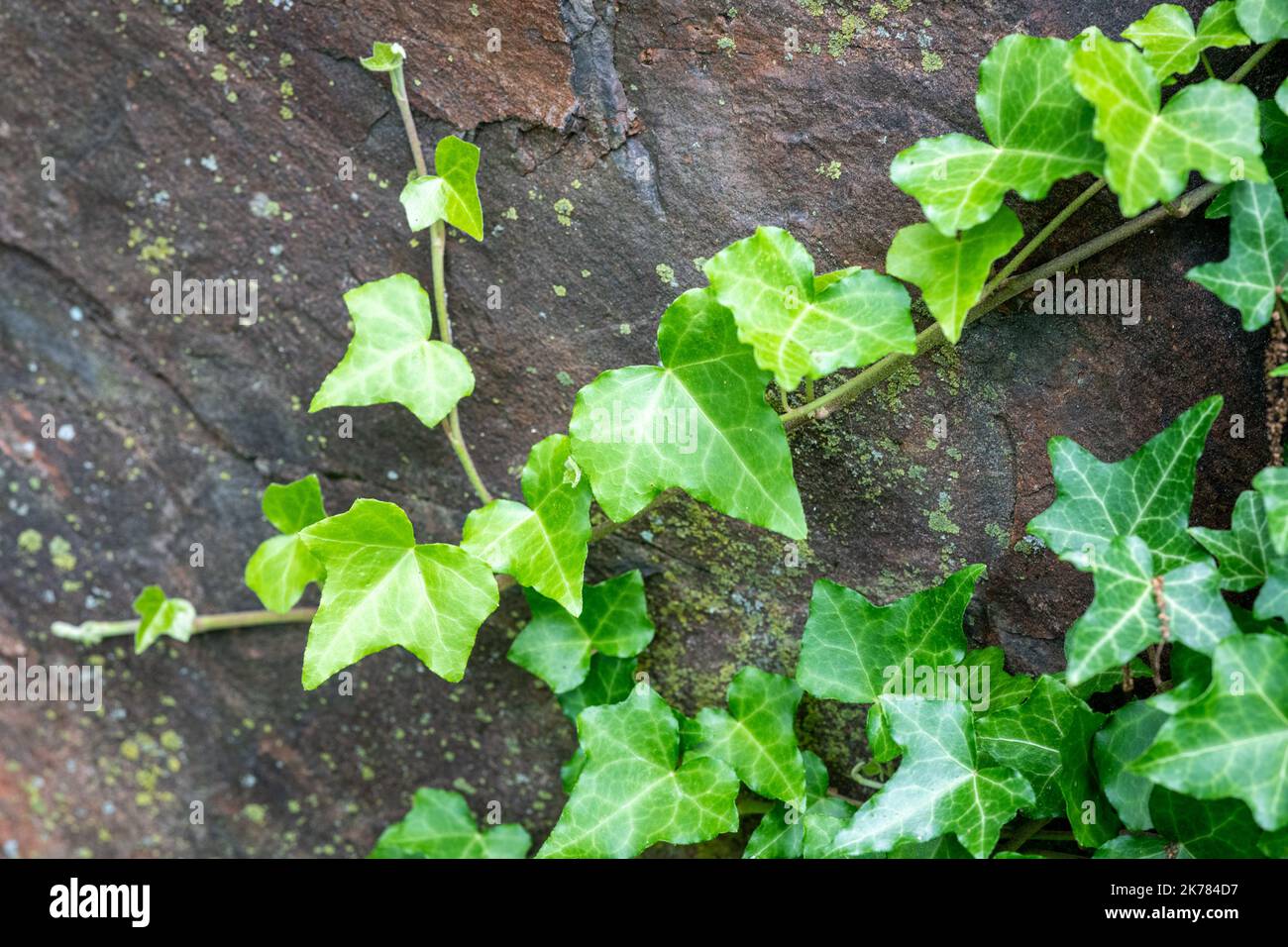 Englisch Ivy, Hedera Helix Stockfoto