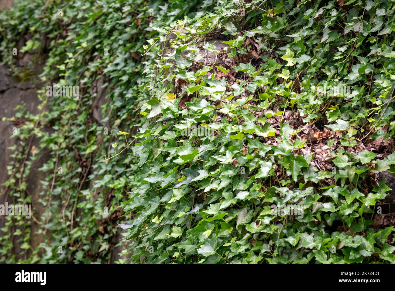 Englisch Ivy, Hedera Helix Stockfoto