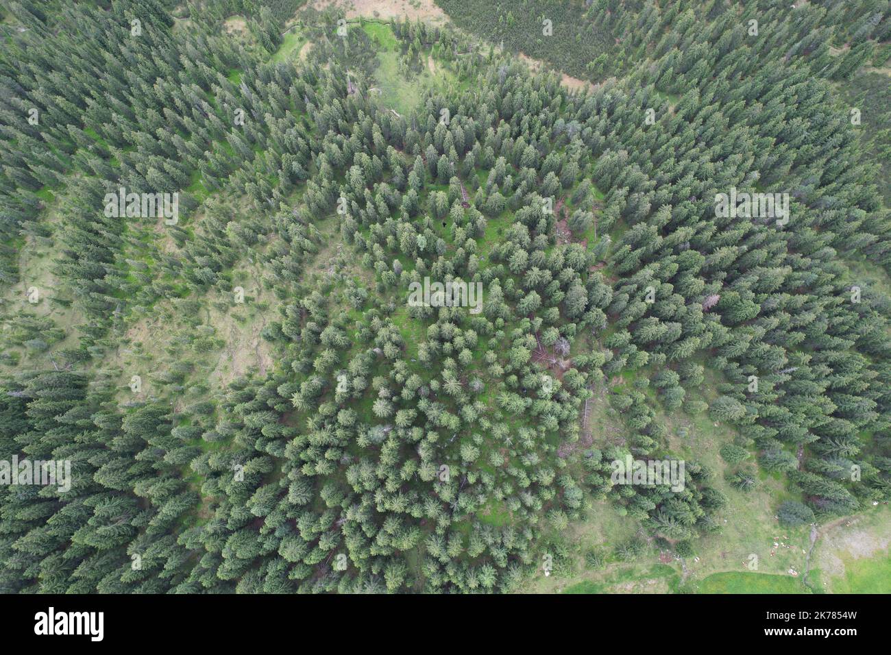 Eine Antenne von Retention dichten Wald mit dem staubigen Boden in einigen Teilen Stockfoto