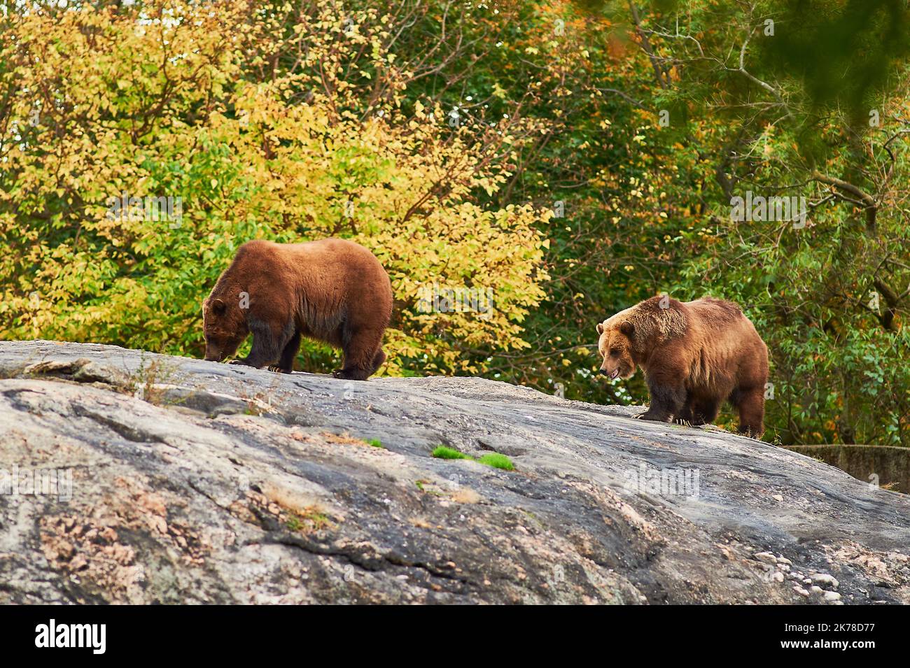 Braune Grizzlybären durchstreifen ihr Gehege im Bronx Zoo Stockfoto