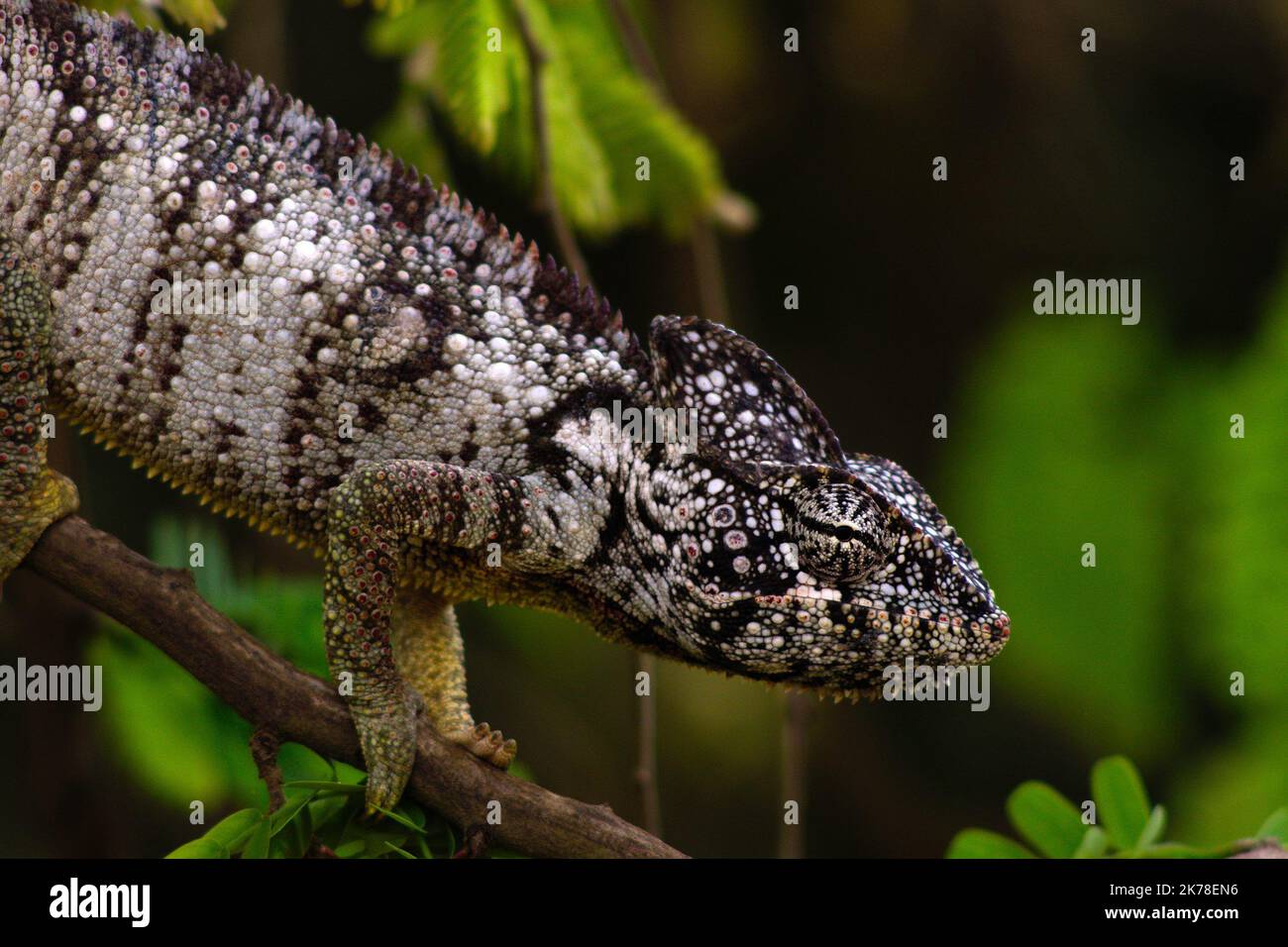 ©Arnaud De Grave / Le Pictorium/MAXPPP - Arnaud De Grave / Le Pictorium - 29/11/2015 - Madagaskar / Alaotra-Mangoro - Cameleon. / 29/11/2015 - Madagaskar / Alaotra-Mangoro - Chameleon Stockfoto