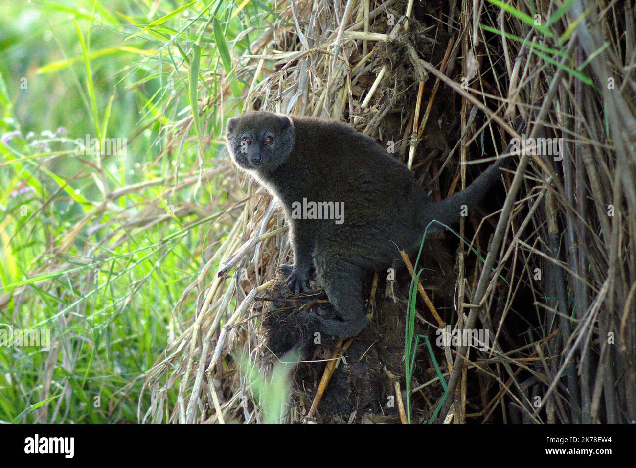 ©Arnaud De Grave / Le Pictorium/MAXPPP - Arnaud De Grave / Le Pictorium - 07/11/2015 - Madagaskar / Alaotra-Mangoro - Le Bandro (Hapalemur Alaotrensis) un lemurien endemique du lac Alaotra. La Destruction de son Habitat en fait une espeke en voie de disparition. / 07/11/2015 - Madagaskar / Alaotra-Mangoro - das Bandro (Hapalemur Alaotrensis) ein im Alaotra-See endemischer Lemur, der vom Aussterben bedroht ist. Stockfoto