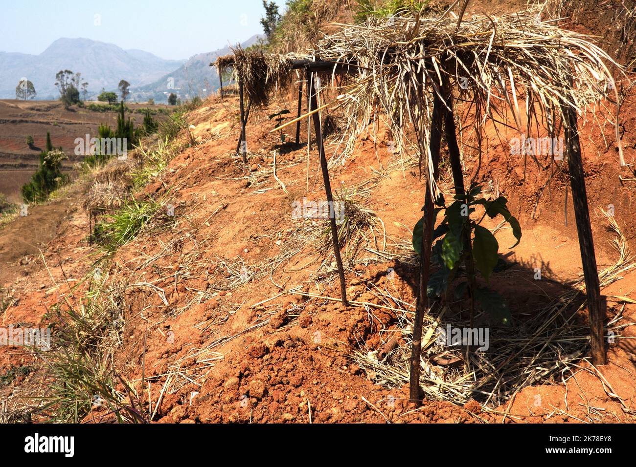 ©Arnaud De Grave / Le Pictorium/MAXPPP - Arnaud De Grave / Le Pictorium - 08/10/2016 - Madagaskar / Itasy - Paysage de l'Itasy. Cafeier ... / 08/10/2016 - Madagaskar / Itasy - Landschaft aus der Region Itasy. Kaffeepflanze. Stockfoto