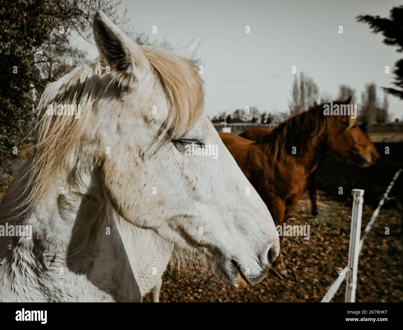 Weißes, schtschwabiges Pferd mit einer blonden Mähne auf der Weide Stockfoto