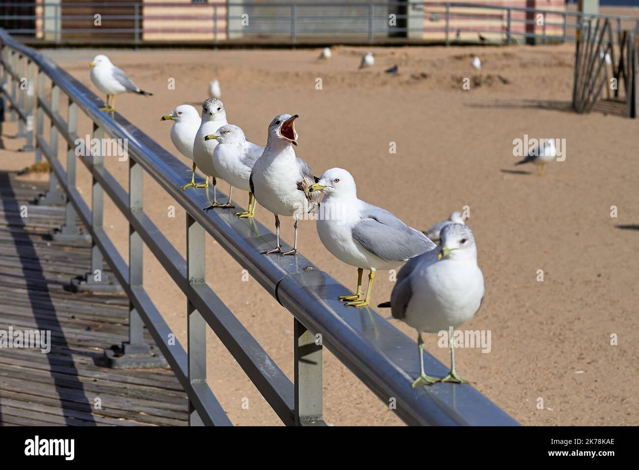 Möwen sitzen auf einer Handeisenbahn an der Strandpromenade von Brighton und machen Lärm Stockfoto