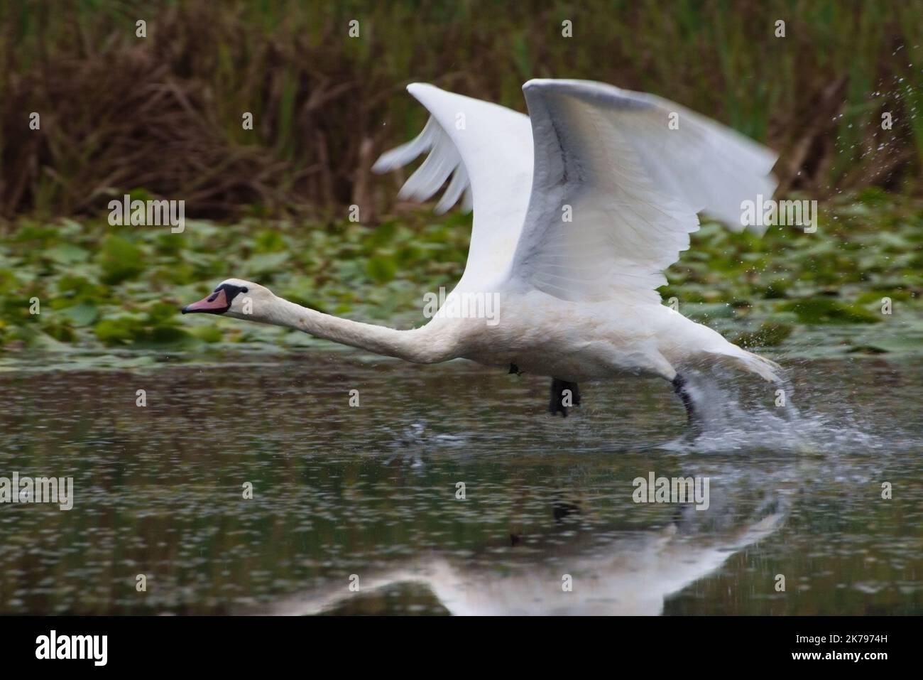 Schwan am See Stockfoto