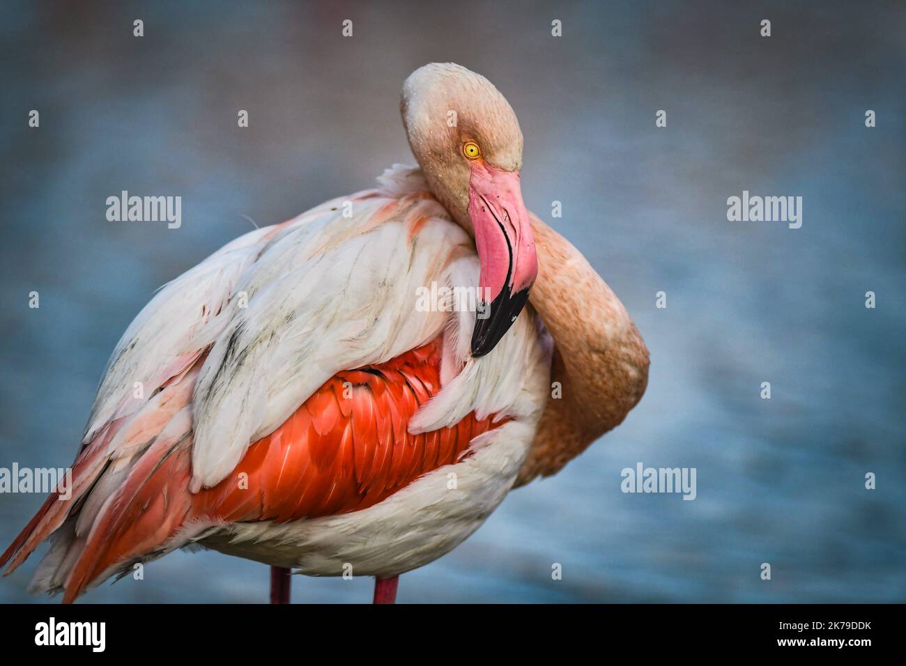 Camargue, Südfrankreich, april 17. 2020 - Flamingos in Camargue sind so ruhig, wie die Menschen unter Verschluss sind-19 Stockfoto
