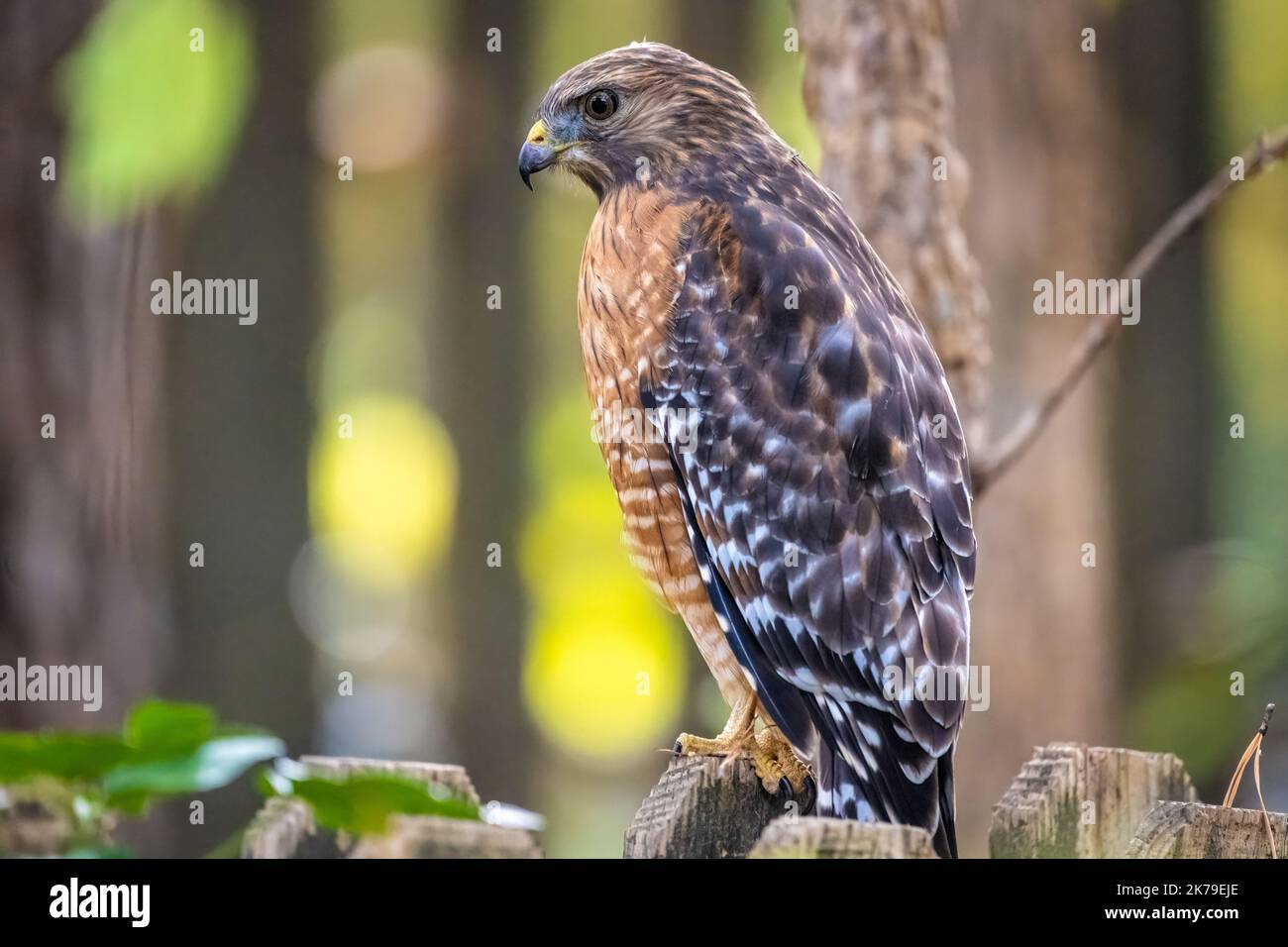 Rotschulter Falke (Buteo lineatus), der auf einem Hinterhofzaun in Metro Atlanta, Georgia, thront. (USA) Stockfoto