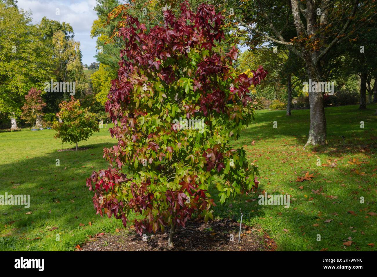 Herbstblatt Farbwechsel des Süßgummibaums im Garten arbouretum Stockfoto