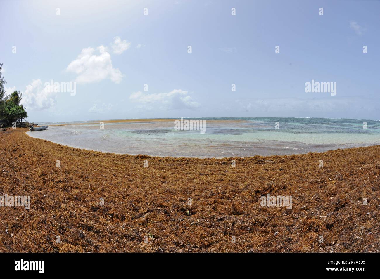 Sargassum-Algen haben in den vergangenen Jahren idyllische Strände auf den karibischen Inseln eingeweidet, was sich verheerend auf den Tourismus ausgewirkt hat. Auf der französischen Insel Guadeloupe verursachen beispiellose Mengen dieser dicken, braunen Algen auch negative Auswirkungen auf die Gesundheit und die Geldbörsen der Anwohner. Stockfoto