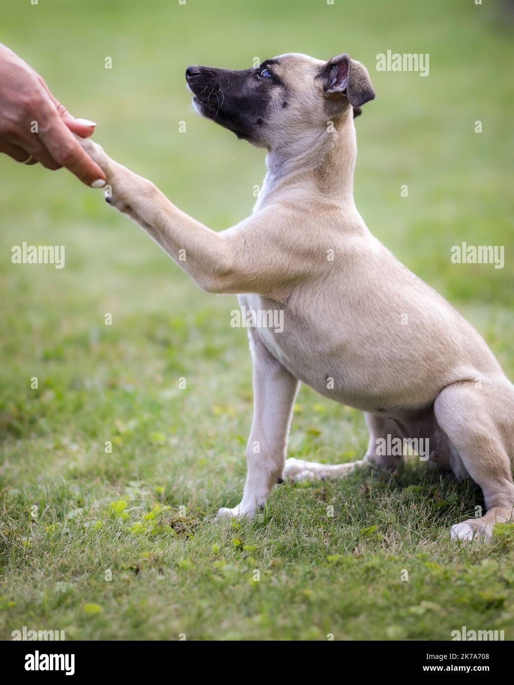 Seitenportrait des Whippet Puppy im Garten. Junge süße englische Rasse Hund gibt Pfote an menschliche Hand außerhalb. Stockfoto