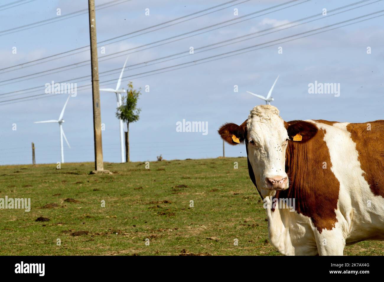 ©PHOTOPQR/VOIX DU Nord/Sami Belloumi Belloumi ; 12/09/2020 ; Mazinghien le 12 septembre 2020: Les vaches de l'éleveur Philippe Marchandier souffrent de Stress dû à un champ électromagnétique dû à une source qui traverse ses bâtiments, la présence d'une ligne haute tension et d'éoliennes . FOTO SAMI BELLOUMI LA VOIX DU NORD. - 2020/09/14. Kühe des Züchters Philippe Marchandier leiden unter Stress aufgrund eines elektromagnetischen Feldes, das seine Felder und Gebäude durchquert, wegen des Vorhandenseins einer Hochspannungsleitung und Windturbinen Stockfoto