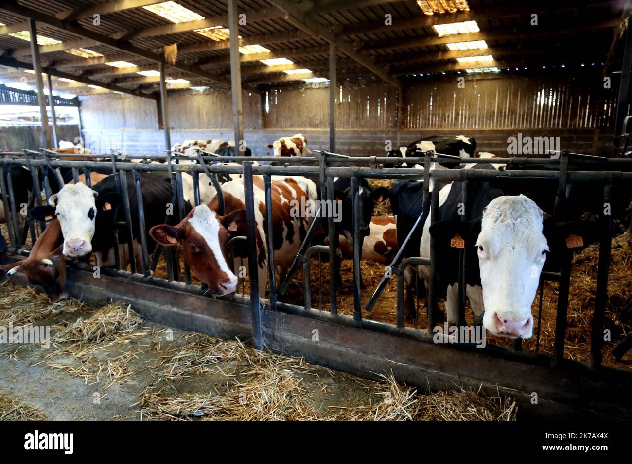 ©PHOTOPQR/VOIX DU Nord/Sami Belloumi Belloumi ; 12/09/2020 ; Mazinghien le 12 septembre 2020: Les vaches de l'éleveur Philippe Marchandier souffrent de Stress dû à un champ électromagnétique dû à une source qui traverse ses bâtiments, la présence d'une ligne haute tension et d'éoliennes . FOTO SAMI BELLOUMI LA VOIX DU NORD. - 2020/09/14. Kühe des Züchters Philippe Marchandier leiden unter Stress aufgrund eines elektromagnetischen Feldes, das seine Felder und Gebäude durchquert, wegen des Vorhandenseins einer Hochspannungsleitung und Windturbinen Stockfoto