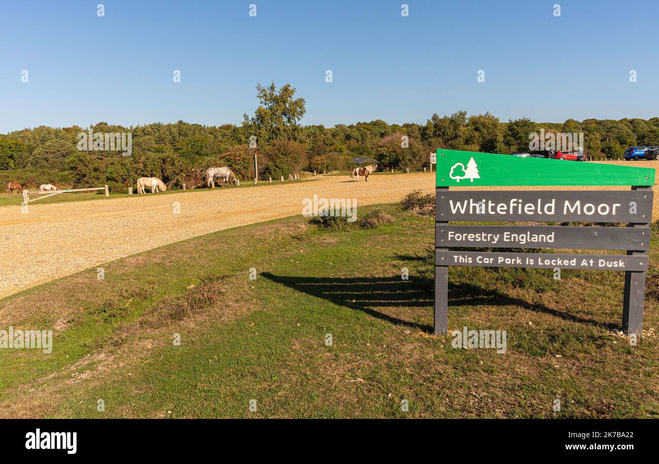 Whitefield Moor Parkplatz New Forest mit kostenlosen Roaming Ponys und Shetland Ponys an einem sonnigen Tag. Brockenhurst, Hampshire, England. Stockfoto