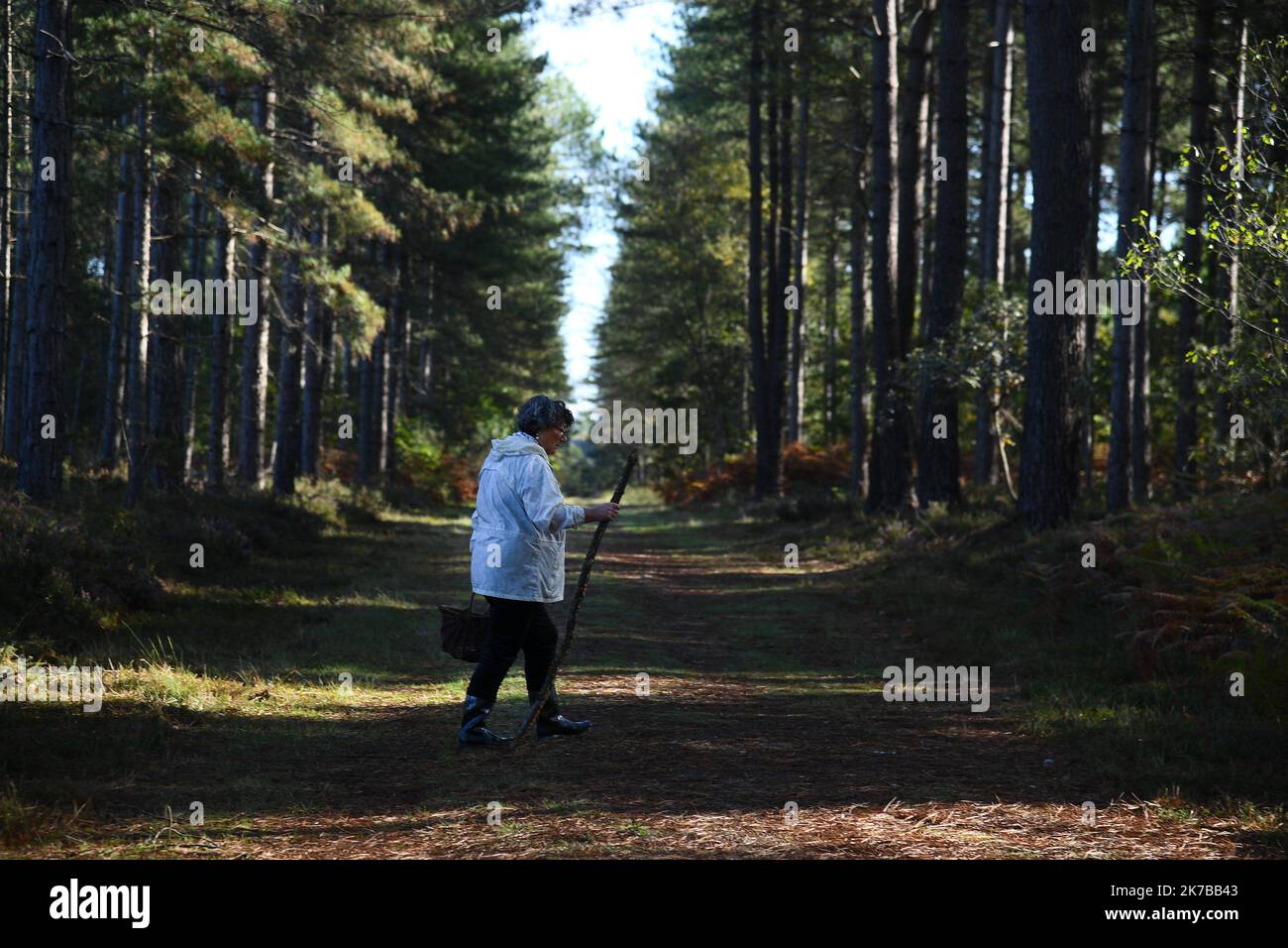 â©PHOTOPQR/LE COURRIER DE L'OUEST/Josselin Clair ; ; 10/10/2020 ; Durtal; 10/10/2020; Cueillette de champiognons dans la foret de chambiers avec Remi Pean. Illustration Balade, randonnee en foret - 2020/10/10. Pilze sammeln im Herbst, Frankreich. Stockfoto