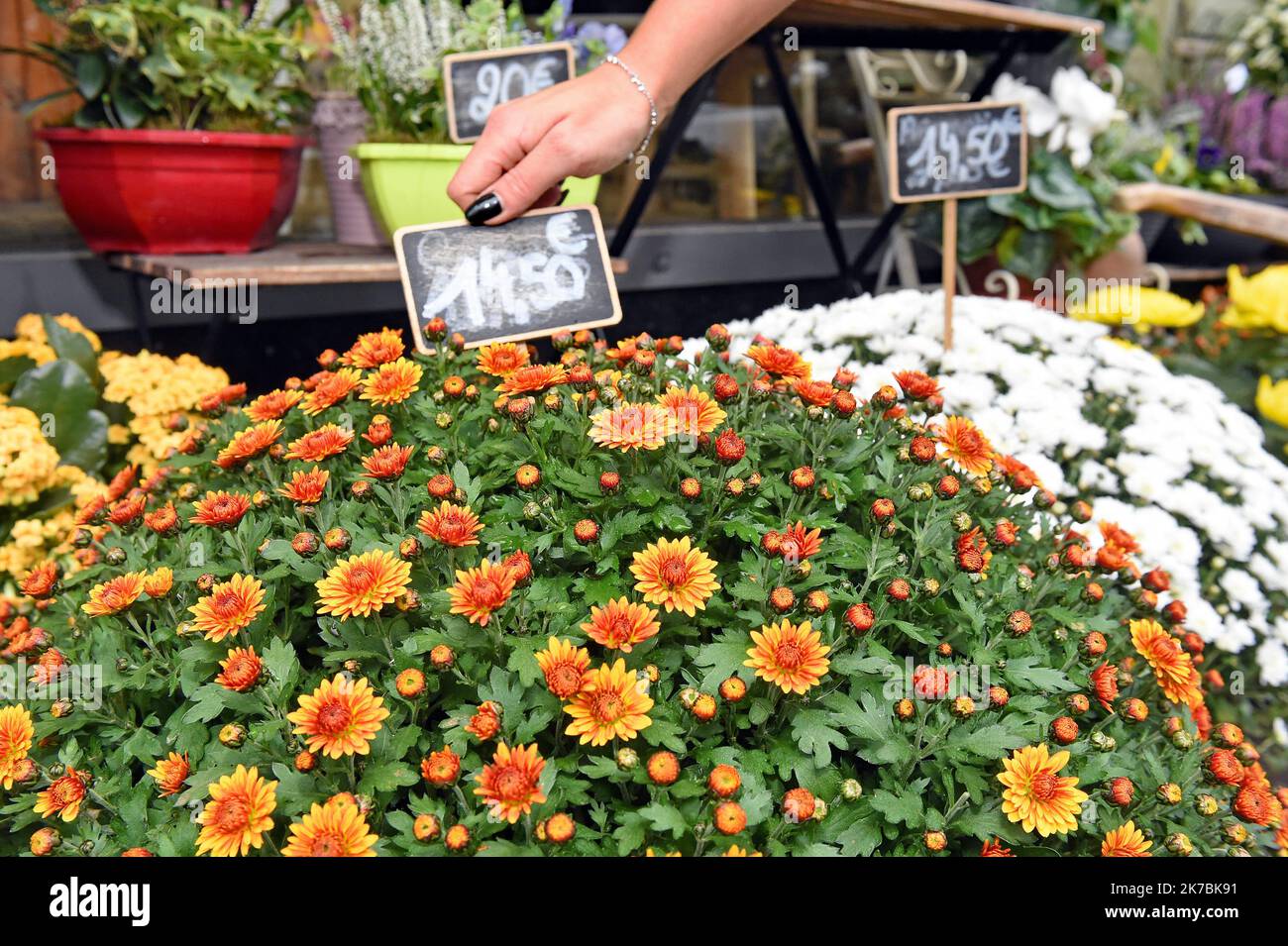 ©PHOTOPQR/L'EST REPUBLICAIN/Cedric JACQUOT ; Nancy ; 30/10/2020 ; FLEURISTE - FLEURS - WEEK-END DE LA TOUSSAINT - FETE DES MORTS - CHRYSANTHEMA Par dérogation, les fleuristes, considérés comme 'commerces non essentiels', ont obtenu l'autorisation d'ouvrir de Toussaint en ce-week. prête à le fleuriste Aux Bruyères à Nancy, Mathilde LESSINGER est accueillier ses Clients. Nancy, le 30 octobre 2020. Foto Cédric Jacquot - 2020/10/30. Re-Lockdown : Floristen können bis Sonntag geöffnet bleiben Stockfoto