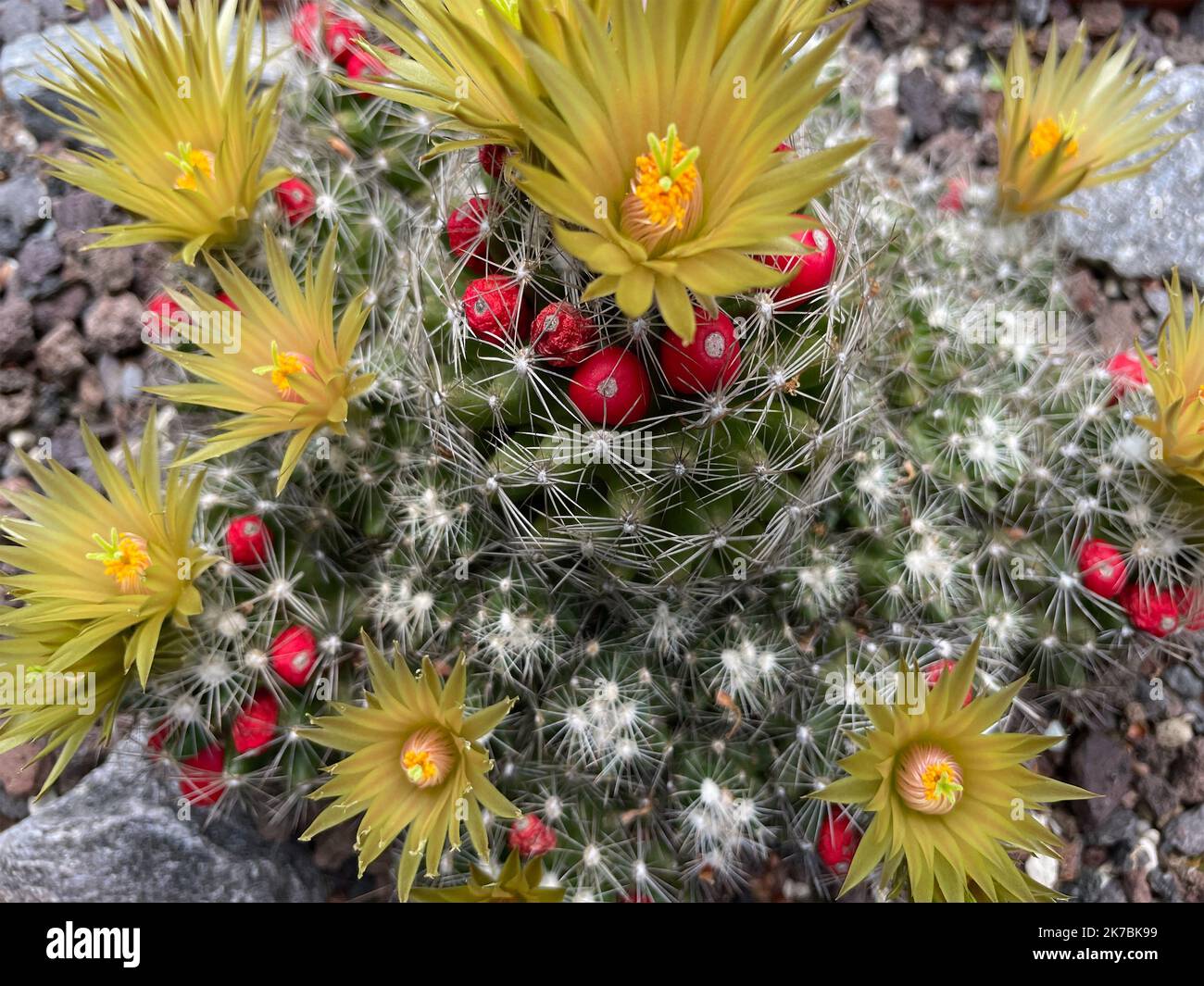 Escobaria missouriensis mit Blumen und roten Früchten aus Kansas - USA. Stockfoto
