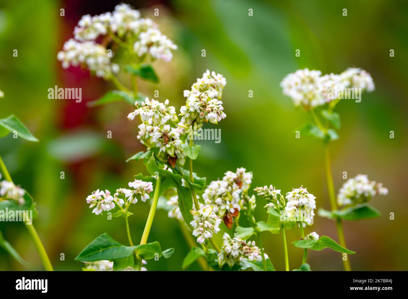 Sommerblüte von fagopyrum esculentum oder Buchweizen essbare Pflanze, gesunde vegetarische Nahrung Stockfoto