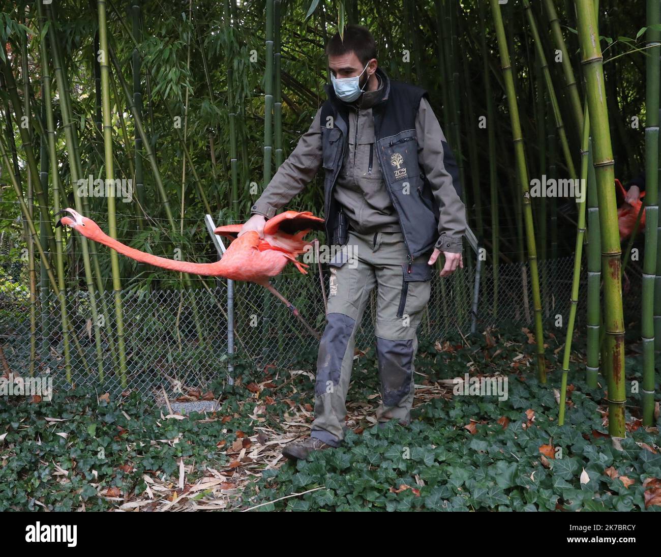 ©PHOTOPQR/L'ALSACE/Darek SZUSTER ; Mulhouse ; 05/11/2020 ; Campagne de Vaccination des Flamants rouges contre la grippe aviaire au Parc zoologique de Mulhouse. Impfung von roten Flamingos gegen Vogelgrippe. Mulhouse am 5. November 2020 Stockfoto