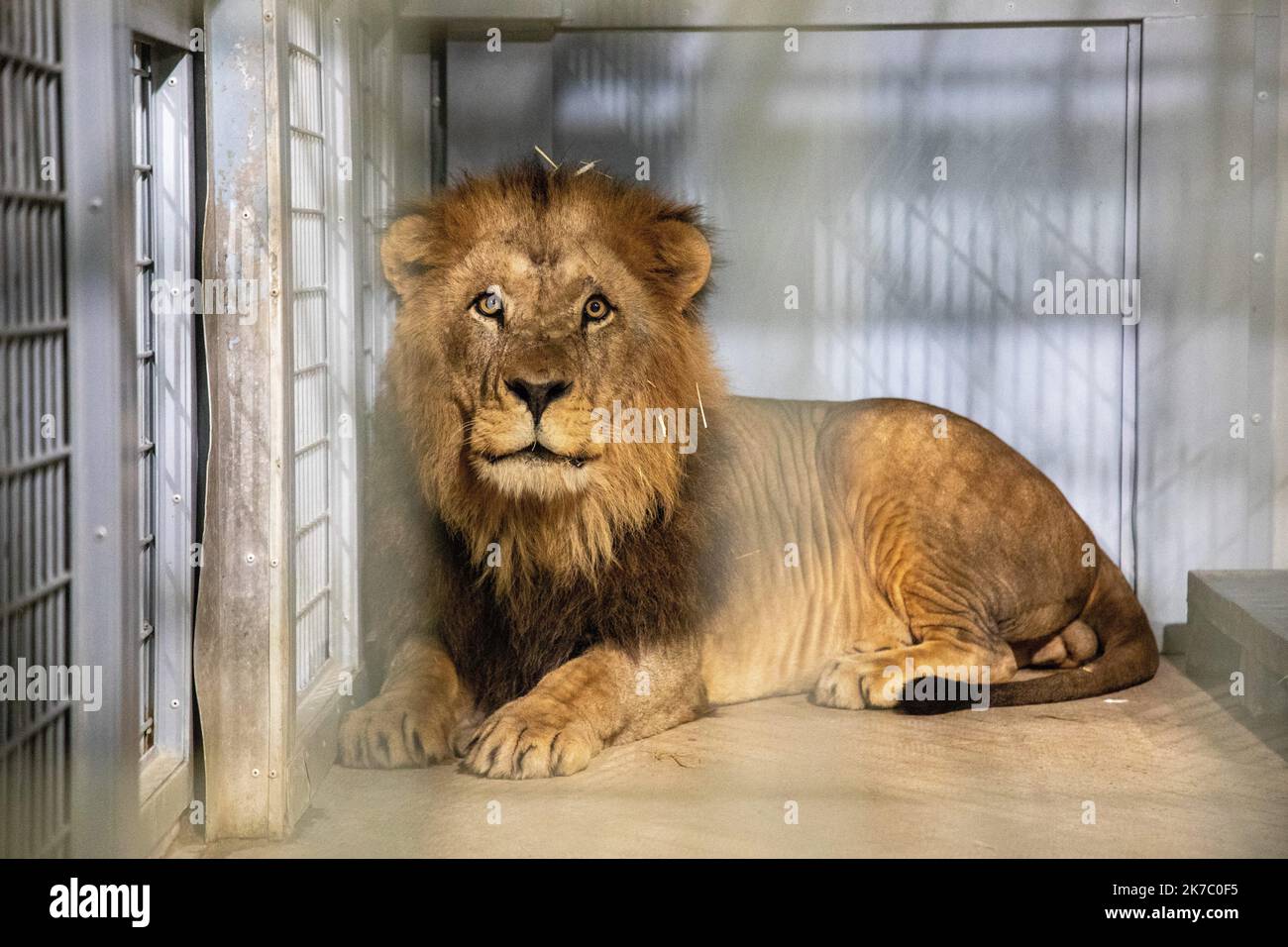 ©PHOTOPQR/LE PARISIEN/Olivier Arandel ; Paris ; 14/11/2020 ; Paris, dans la nuit du vendredi 13 au samedi 14 novembre 2020. Parc Zoologique de Paris Arrivée de Volcan, 9 ans, 214 Kilo, Löwe reproducteur en provenance de la Ménagerie royale de Rabat au Maroc. - Paris, Frankreich, nov 14. 2020 Ankunft von Volcan, einem neuen Löwen für den Pariser Zoo. Sie stammt aus der königlichen Menagerie von Rabat in Marokko Stockfoto