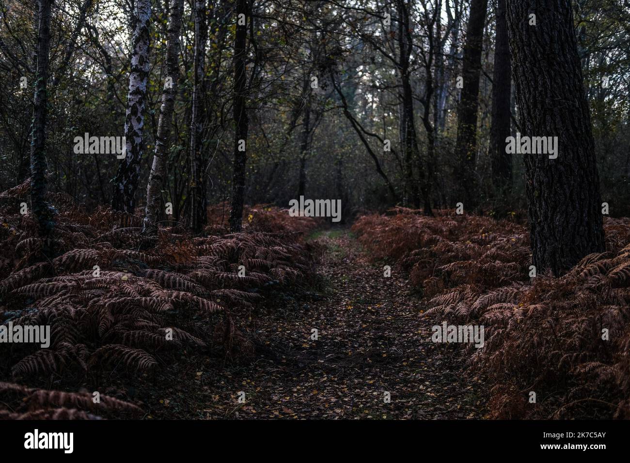 ©Sadak Souici / Le Pictorium/MAXPPP - Sadak Souici / Le Pictorium - 24/11/2020 - Frankreich / Vienne [Departement] / Vezieres - Foret de Vezieres. Vezieres est une commune du Centre-Ouest de la France, situee dans le Departement de la Vienne. / 24/11/2020 - Frankreich / Vienne [Departement] / Vezieres - Wald von Vezieres. Vezieres ist eine Gemeinde im Südwesten Frankreichs, die sich im Departement Vienne befindet. Stockfoto