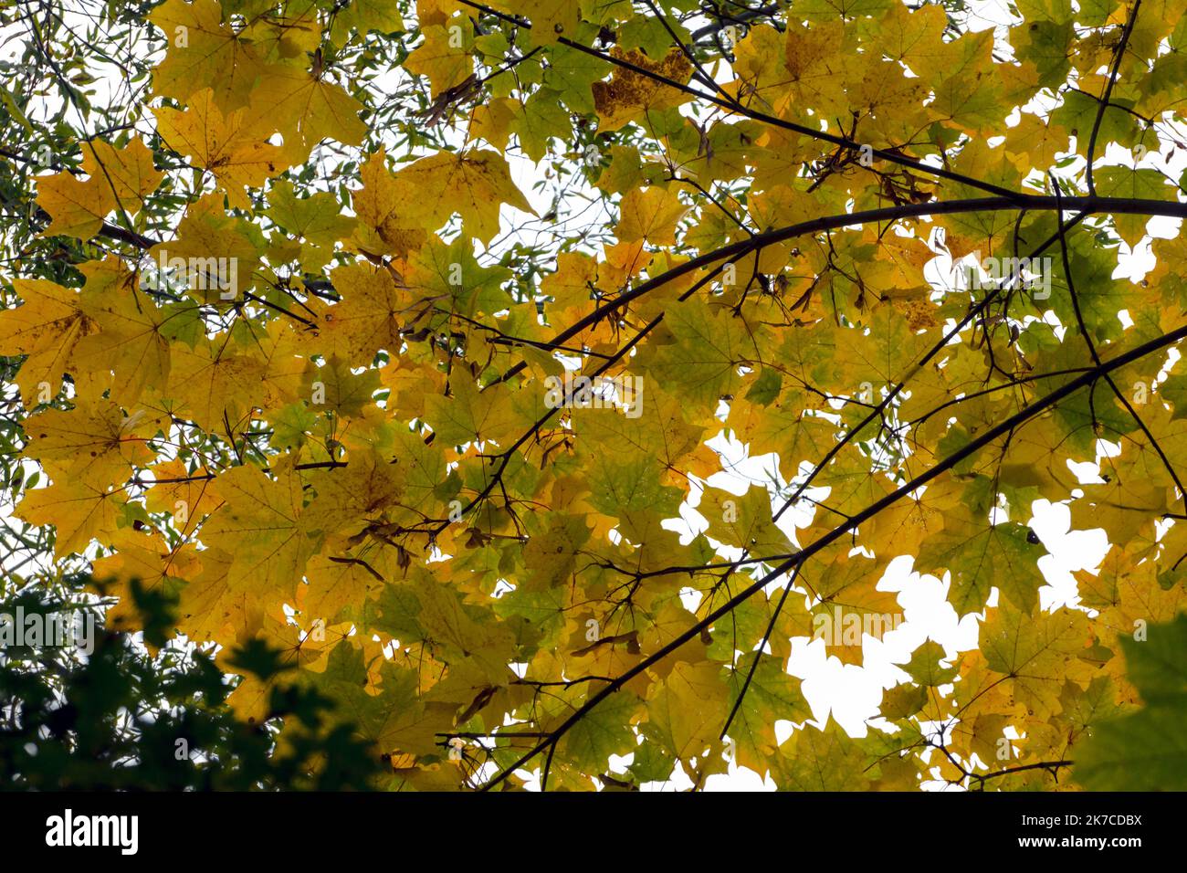 Ahornblätter auf Ästen in gelben, orangen und hellgrünen Farben. Stockfoto