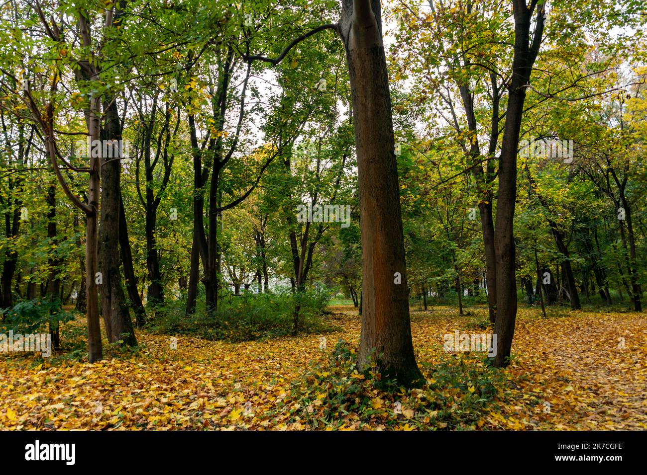 Naturpark mit vielen Bäumen im Herbst, Blätter fallen auf den Boden Stockfoto
