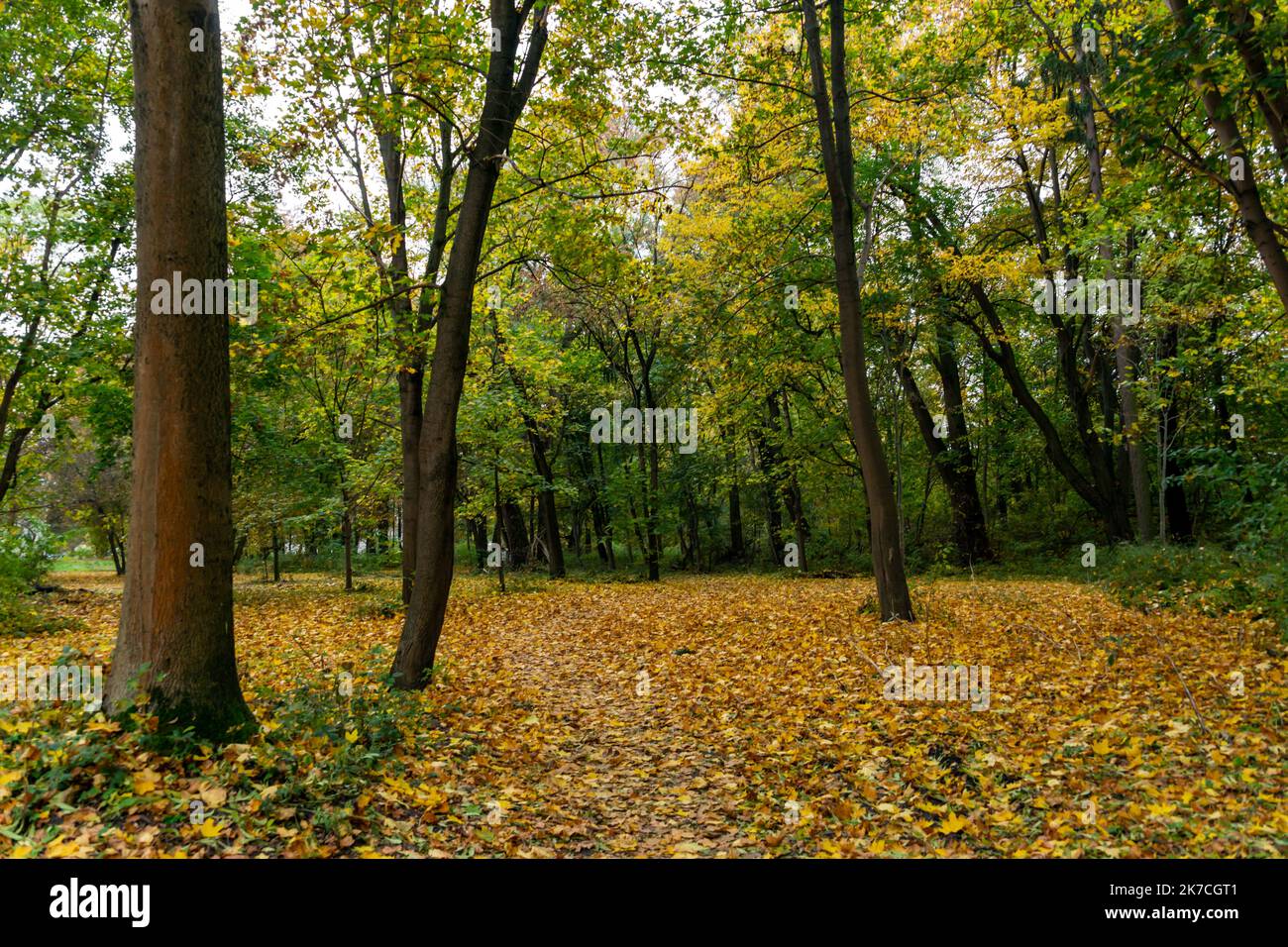 Naturpark mit vielen Bäumen im Herbst, Blätter fallen auf den Boden Stockfoto