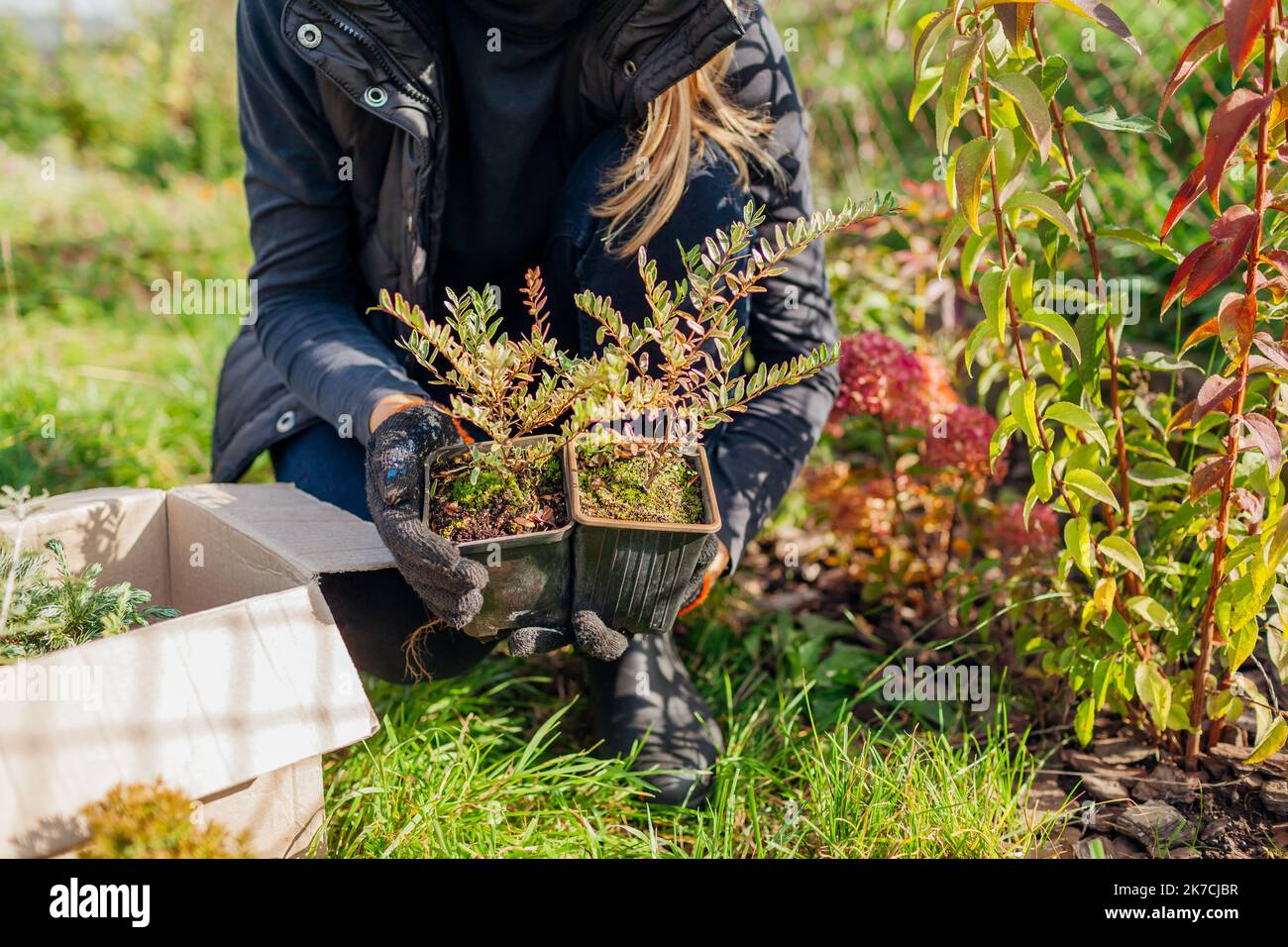 Der Gärtner hält lonicera pileata-Pflanzen in Behältern, die aus der Gärtnerei stammen. Auspacken des Kartons mit der Bestellung. Herbstpflanzen im Garten Stockfoto