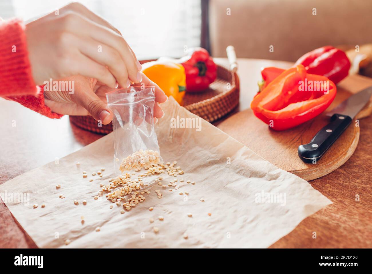 Der Gärtner bringt gerettete Samen aus Paprika in eine Zip-Pack zu Hause. Anbau von rot-gelben Gemüse in der nächsten Saison. Fortführung Stockfoto