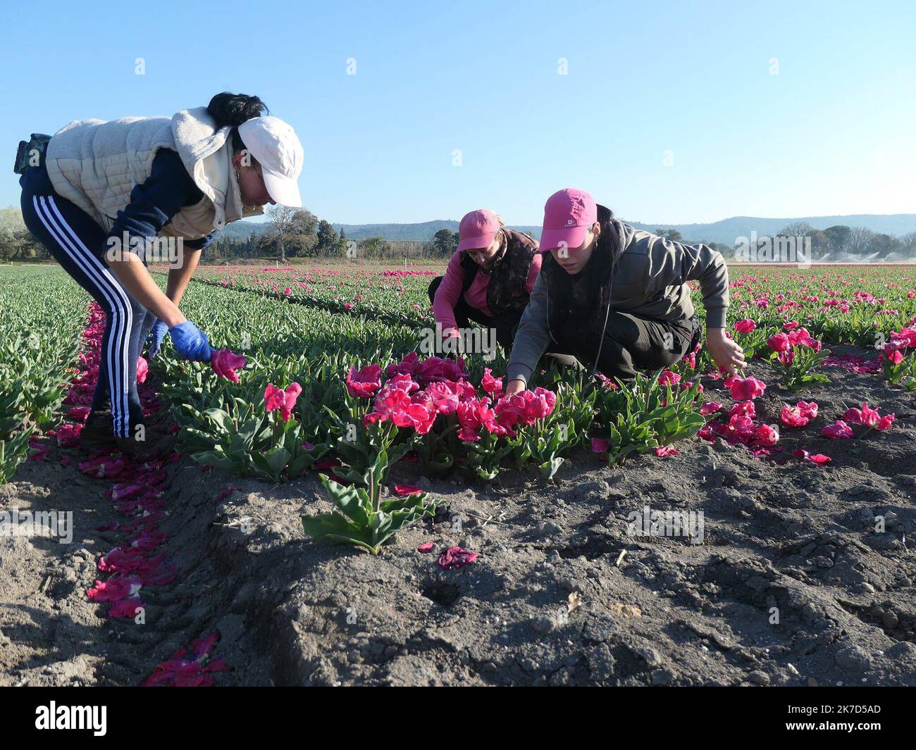 ©Joelle Vassort/MAXPPP, Uchaux (10 km d'Orange; Vaucluse) le 30/03/21. Champs de tulipes kultivierte par la societe neerlandaise Triflor. La societe cultive une vingtaine d'Hektar de bulbes dans le nord Vaucluse. Apres l'etetage mecanique des tulipes, des ouvrieres retirent les derniers petale pour ne garder que les bulbes - Uchaux, Südfrankreich Tulpenfelder, die von der niederländischen Firma Triflor angebaut werden. Das Unternehmen baut rund zwanzig Hektar Blumenzwiebeln im nördlichen Vaucluse an. Stockfoto