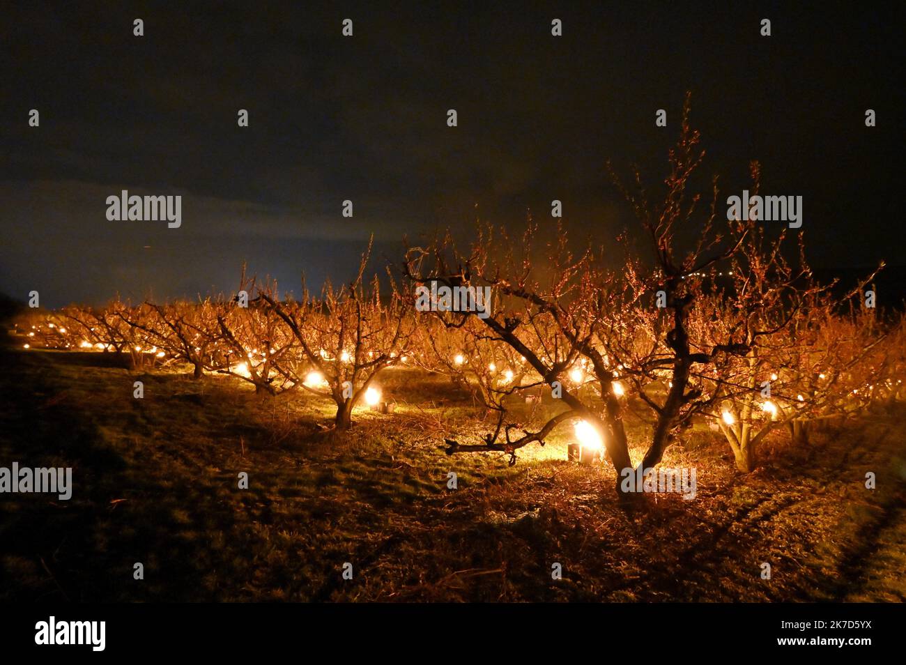 ©PHOTOPQR/L'EST REPUBLICAIN/ALEXANDRE MARCHI ; COYVILLER ; 07/04/2021 ; UMWELT - LANDWIRTSCHAFT - METEO - METEOROLOGIE - GEL - BOUGUES - KULTUR - ARBRES FRUITIERS EN FLEURS - PECHERS - VIGNES. GAEC des Fruitiers, Coyviller 7 avril 2021. 500 bougies allumées dans un verger de pêchers pour contre les effets du Gel et préserver la fleur de l'arbre des températures négatives en ce début de printemps. FOTO Alexandre MARCHI. - 500 Kerzen in einem Pfirsichgarten angezündet, um den Auswirkungen des Frosts entgegenzuwirken und die Baumblume vor negativen Temperaturen im frühen Frühjahr zu bewahren. Stockfoto