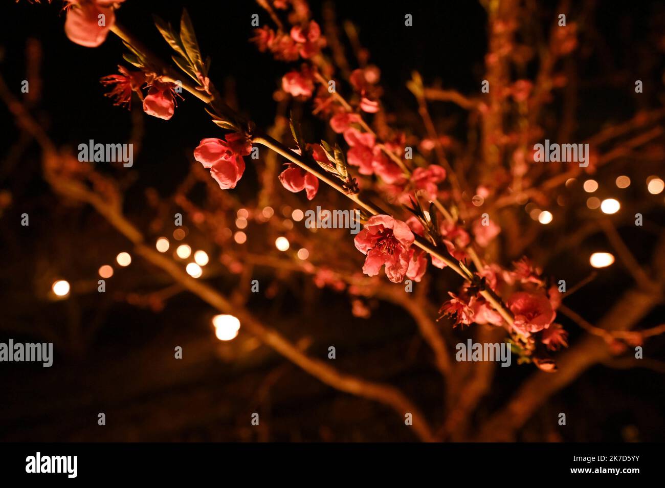 ©PHOTOPQR/L'EST REPUBLICAIN/ALEXANDRE MARCHI ; COYVILLER ; 07/04/2021 ; UMWELT - LANDWIRTSCHAFT - METEO - METEOROLOGIE - GEL - BOUGUES - KULTUR - ARBRES FRUITIERS EN FLEURS - PECHERS - VIGNES. GAEC des Fruitiers, Coyviller 7 avril 2021. Des bougies allumées dans un verger de pêchers pour contre les effets du Gel et préserver la fleur de l'arbre des températures négatives en ce début de printemps. FOTO Alexandre MARCHI. - 500 Kerzen in einem Pfirsichgarten angezündet, um den Auswirkungen des Frosts entgegenzuwirken und die Baumblume vor negativen Temperaturen im frühen Frühjahr zu bewahren. Stockfoto