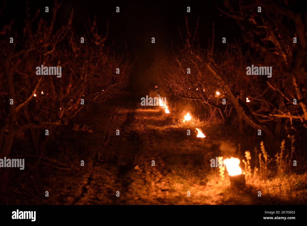 ©PHOTOPQR/L'EST REPUBLICAIN/ALEXANDRE MARCHI ; COYVILLER ; 07/04/2021 ; UMWELT - LANDWIRTSCHAFT - METEO - METEOROLOGIE - GEL - BOUGUES - KULTUR - ARBRES FRUITIERS EN FLEURS - PECHERS - VIGNES. GAEC des Fruitiers, Coyviller 7 avril 2021. 500 bougies allumées dans un verger de pêchers pour contre les effets du Gel et préserver la fleur de l'arbre des températures négatives en ce début de printemps. FOTO Alexandre MARCHI. - 500 Kerzen in einem Pfirsichgarten angezündet, um den Auswirkungen des Frosts entgegenzuwirken und die Baumblume vor negativen Temperaturen im frühen Frühjahr zu bewahren. Stockfoto