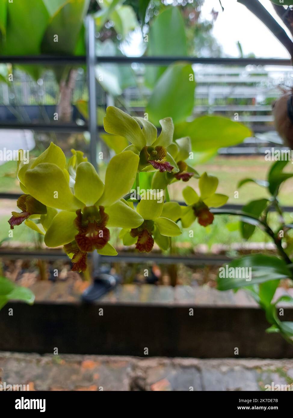 Selektiver Fokus der schönen gelben Dendrobium Orchideenblume im Garten auf verschwommenem Hintergrund. Stockfoto