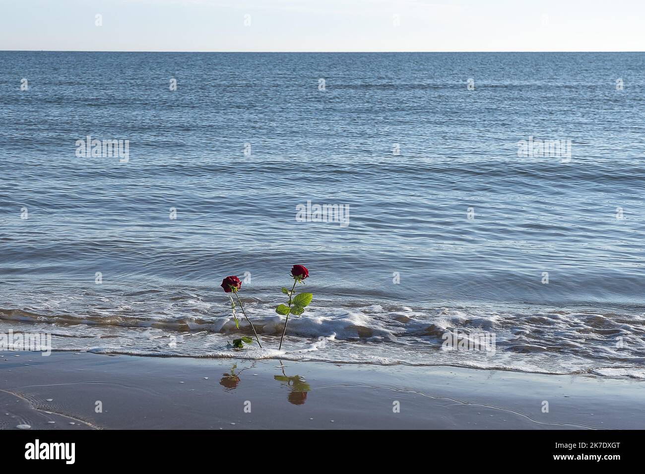 ©ERIC BALEDENT/MAXPPP - Photographie Magazine - Arromanches Groupe Road - 06/06/2021 des Roses rouges sont plantées sdans le sable de la page en Souvenir des soldats qui ont débarqués sur la Plage d'Omaha Beach - (c) 2021 Baledent/MaxPPP Erinnerungszeremonie Zu Ehren der indianischen Soldaten, die am 6 ,2021. Juni am Omaha Beach gelandet sind Stockfoto