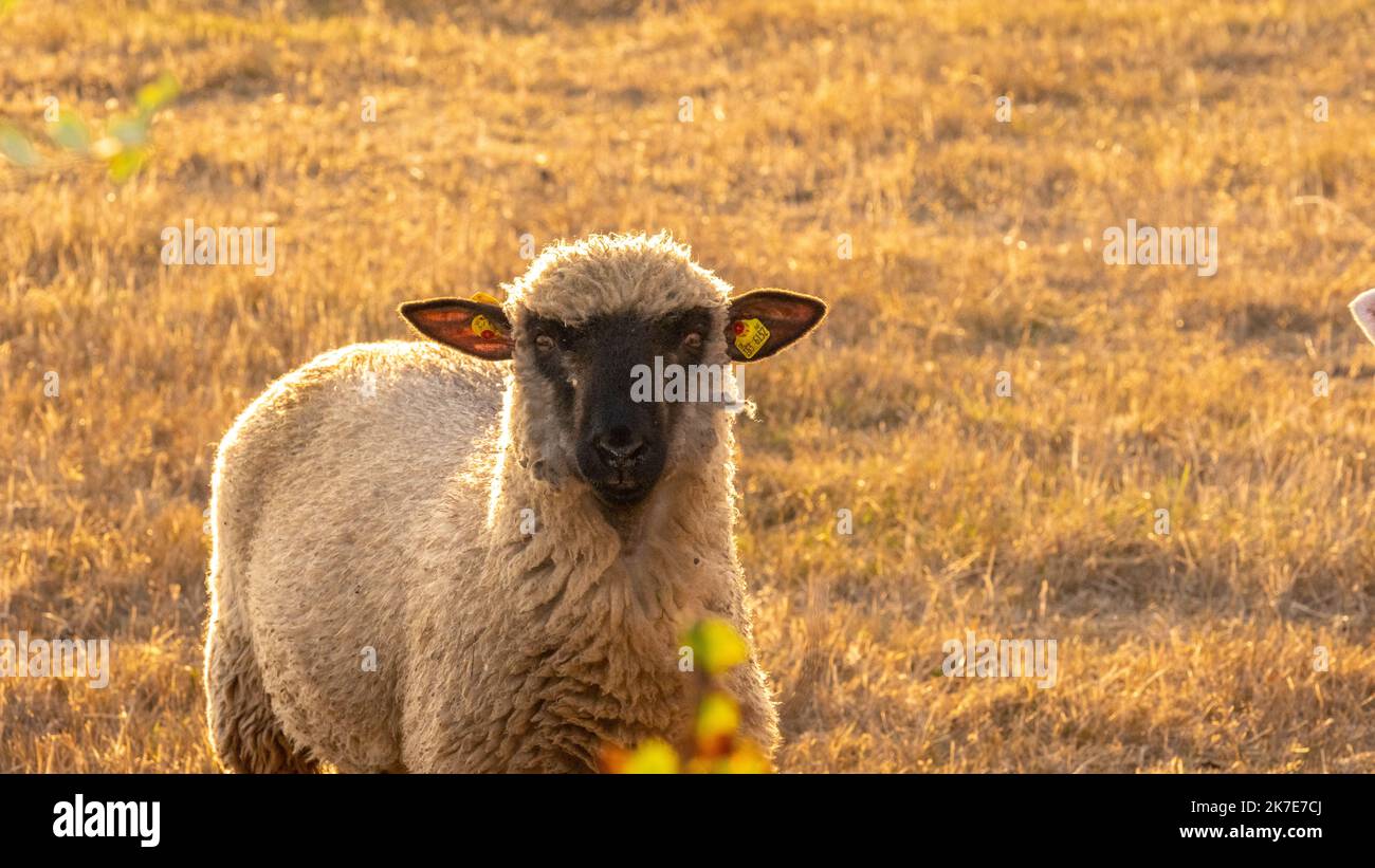 Schafe. Weiße Lammbrut. Schafwolle. Schafzucht und -Aufzucht. Nutztiere. Stockfoto