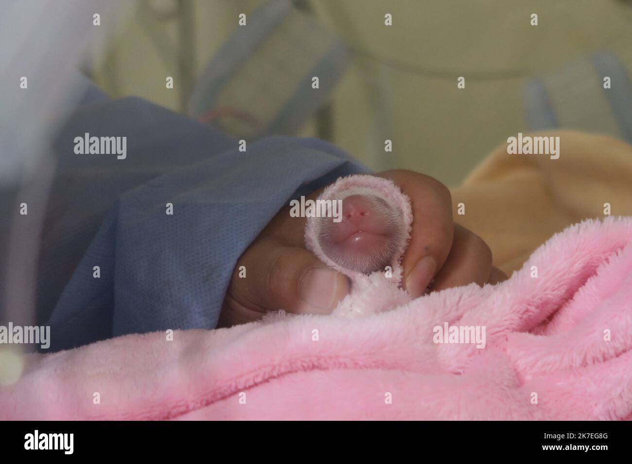 ©PHOTOPQR/LA NOUVELLE REPUBLIQUE/ Valérie Pernette LE 02/08/2021 La femelle Panda du ZooParc de Beauval a MIS bas dans la nuit de dimanche à lundi 2 août 2021. Huan Huan a donné naissance à deux bébés Pandas, des femelles, vers 1 heure du matin. l'un des bébés Panda Huan Huan, die weibliche Panda, die China dem ZooParc de Beauval (Loir-et-Cher) geliehen hat, brachte in der Nacht von Sonntag auf Montag zwei gesunde Zwillinge zur Welt. Stockfoto