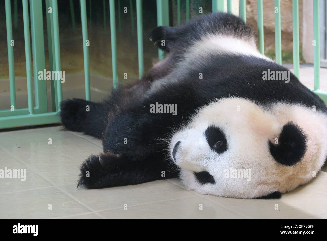 ©PHOTOPQR/LA NOUVELLE REPUBLIQUE/ Valérie Pernette LE 02/08/2021 La femelle Panda du ZooParc de Beauval a MIS bas dans la nuit de dimanche à lundi 2 août 2021. Huan Huan a donné naissance à deux bébés Pandas, des femelles, vers 1 heure du matin. la mère Panda, Huan Huan au repos Huan Huan, die weibliche Panda, die China dem ZooParc de Beauval (Loir-et-Cher) geliehen hat, brachte in der Nacht von Sonntag auf Montag zwei gesunde Zwillinge zur Welt. Stockfoto