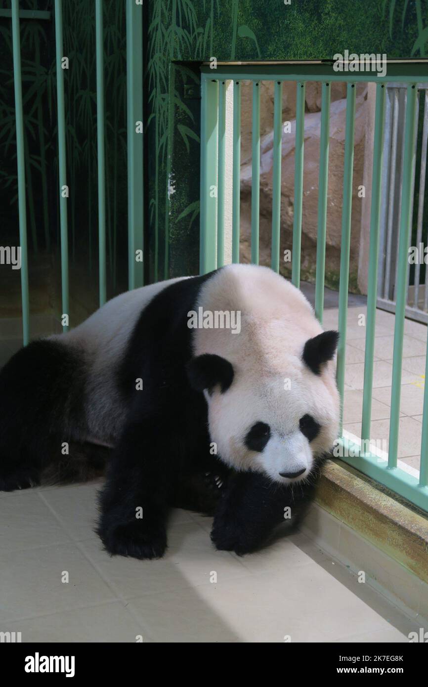 ©PHOTOPQR/LA NOUVELLE REPUBLIQUE/ Valérie Pernette LE 02/08/2021 La femelle Panda du ZooParc de Beauval a MIS bas dans la nuit de dimanche à lundi 2 août 2021. Huan Huan a donné naissance à deux bébés Pandas, des femelles, vers 1 heure du matin. la mère Panda, Huan Huan au repos Huan Huan, die weibliche Panda, die China dem ZooParc de Beauval (Loir-et-Cher) geliehen hat, brachte in der Nacht von Sonntag auf Montag zwei gesunde Zwillinge zur Welt. Stockfoto