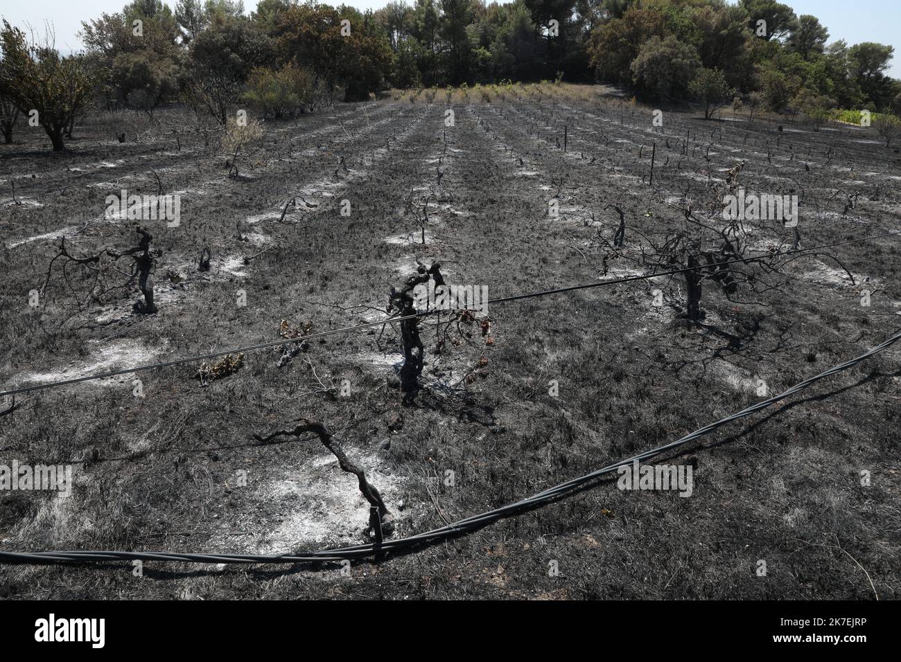 ©PHOTOPQR/LA PROVENCE/SOUILLARD Bruno ; Beaumes de Venise ; 18/08/2021 ; Retour sur feu qui a ravagé 200 Hektar de forêt à Beaumes-de-Venise et lsur les communes voisines - Nachwirkungen von Waldbränden in der Südfrankreich Frankreich - Vaucluse , Beaumes de Venise August 18 , 2021 Stockfoto