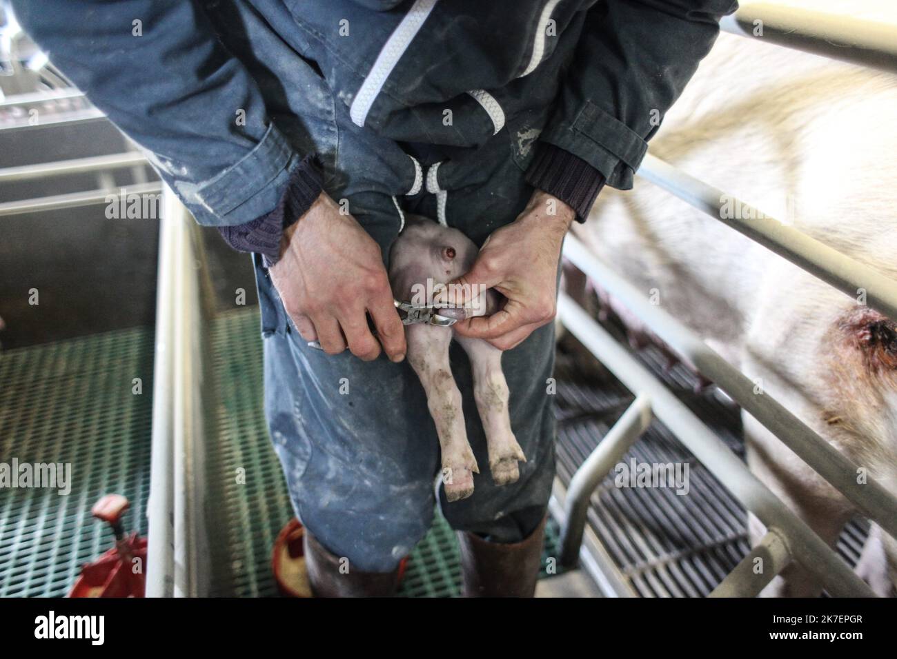 â©PHOTOPQR/LE TELEGRAM/Lionel Le Saux ; COATREVEN ; 23/03/2009 ; FOTO Lionel Le Saux / LE TELEGRAM. COATREVEN (22) : le salarie d'un elevage de porcs procede a la castration a vif d'un porcelet. La castration Ã vif (sans anesthesie) des porcelets sera interdite a compter du 1er janvier 2022. - Ein Angestellter einer Schweinehaltung führt die Kastration eines Schweins live durch. Die Live-Kastration (ohne Betäubung) von Ferkeln wird ab dem 1. Januar 2022 verboten. Stockfoto