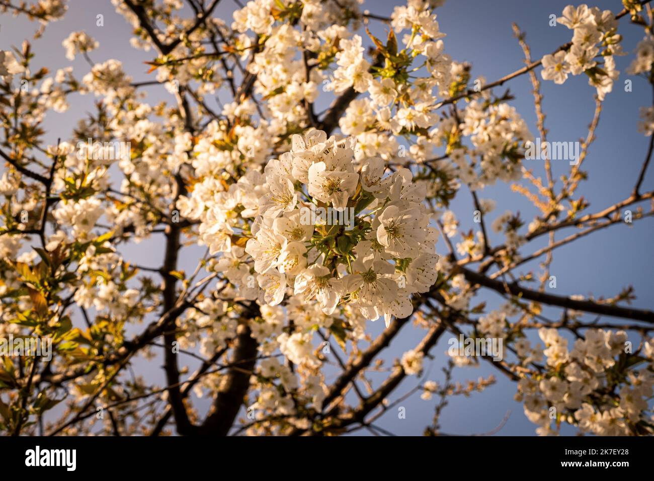 ©Olivier Donnars / Le Pictorium/MAXPPP - Olivier Donnars / Le Pictorium - 04/04/2021 - Frankreich / Ile-de-France / Aubervilliers - Pruniers, cerisiers, figuiers, oliviers. Beaucoup d'arbres ont plus de 70, 80 ans et se sont transdis de jardiniers a jardiniers, apportant beaucoup de fraicheur au jardin, surtout en periode de canicule. / 04/04/2021 - Frankreich / Ile-de-France (Region) / Aubervilliers - Pflaumenbäume, Kirschbäume, Feigenbäume, Olivenbäume. Viele der Bäume sind über 70 oder 80 Jahre alt und wurden von Gärtner zu Gärtner weitergegeben, was besonders viel Frische in den Garten bringt Stockfoto