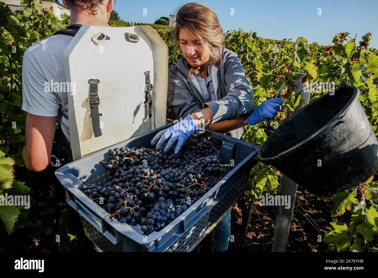 â©PHOTOPQR/Sud OUEST/guillaume bonnaud ; Bordeaux ; 23/09/2021 ; LE 23 SEPTEMBRE 2021 / A SAINT EMILION / VENDANGES DES ROUGES AU CHATEAU TROPLONG MONDOT A SAINT-EMILION / 1 er GRAND CRU CLASSE SAINT-EMILION / Ph Guillaume Bonnaud - Saint-Emilion Harvesty Frankreich, Bordeaux Sept 23 2021 Stockfoto