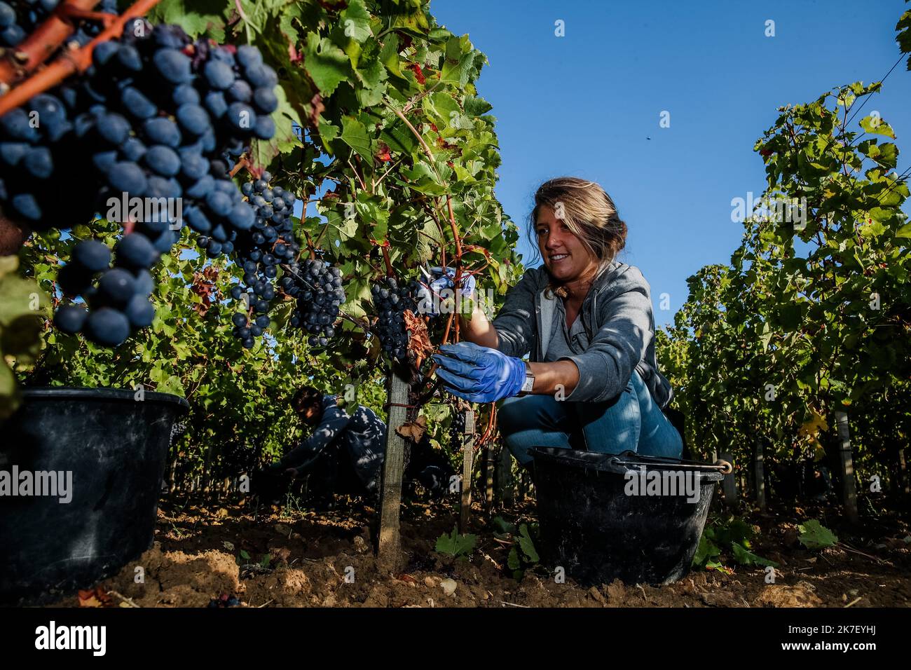 â©PHOTOPQR/Sud OUEST/guillaume bonnaud ; Bordeaux ; 23/09/2021 ; LE 23 SEPTEMBRE 2021 / A SAINT EMILION / VENDANGES DES ROUGES AU CHATEAU TROPLONG MONDOT A SAINT-EMILION / 1 er GRAND CRU CLASSE SAINT-EMILION / Ph Guillaume Bonnaud - Saint-Emilion Harvesty Frankreich, Bordeaux Sept 23 2021 Stockfoto