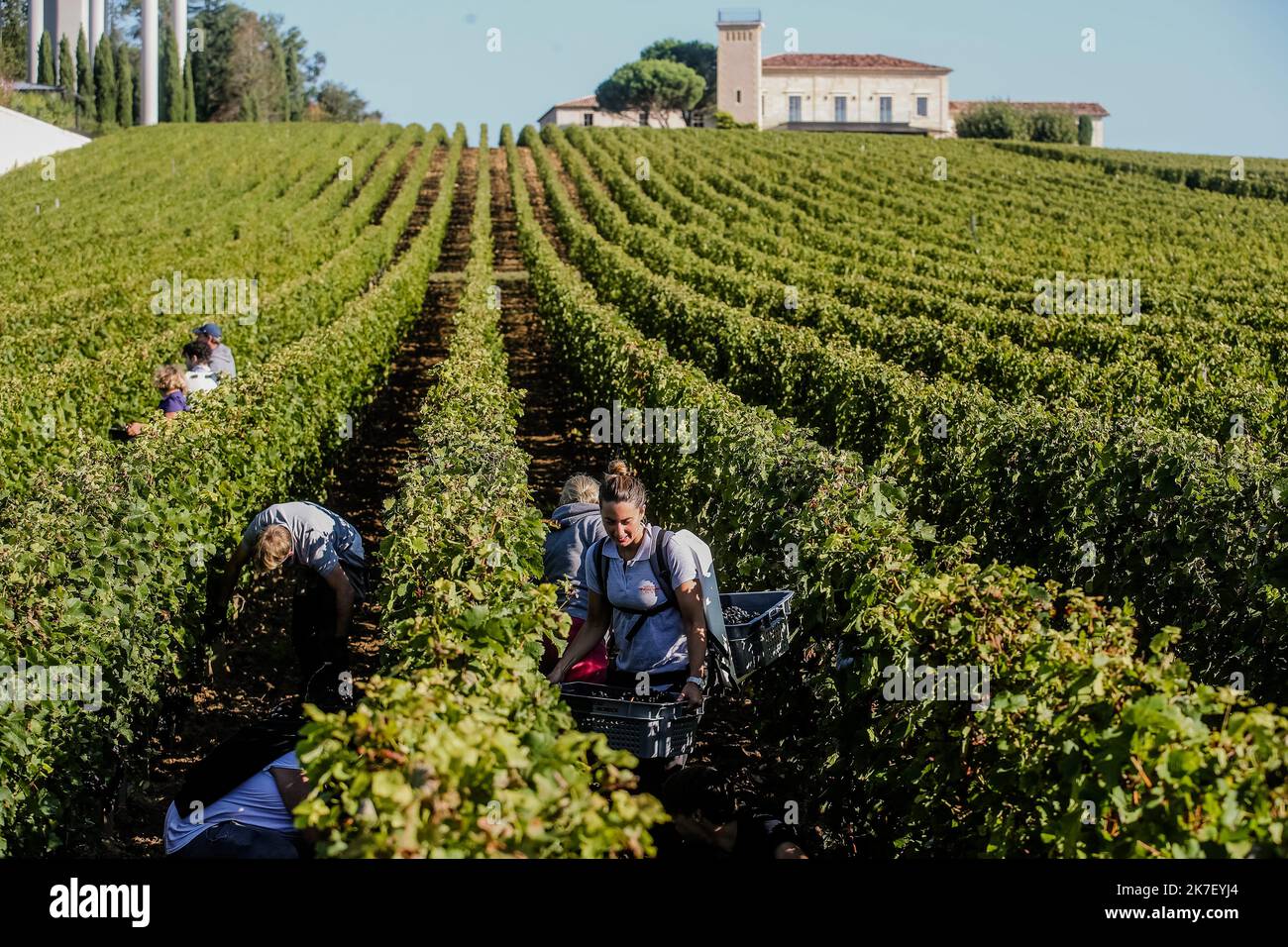 â©PHOTOPQR/Sud OUEST/guillaume bonnaud ; Bordeaux ; 23/09/2021 ; LE 23 SEPTEMBRE 2021 / A SAINT EMILION / VENDANGES DES ROUGES AU CHATEAU TROPLONG MONDOT A SAINT-EMILION / 1 er GRAND CRU CLASSE SAINT-EMILION / Ph Guillaume Bonnaud - Saint-Emilion Ernte Frankreich, Bordeaux Sept 23 2021 Stockfoto