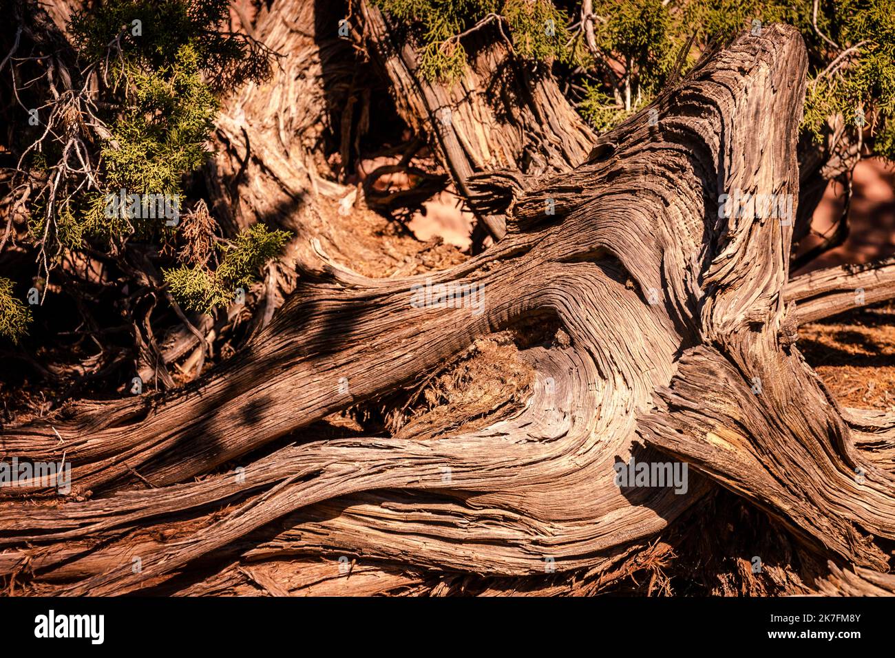 Einsamer Wacholder Baumstamm aus der Nähe im Utah Park, USA Stockfoto