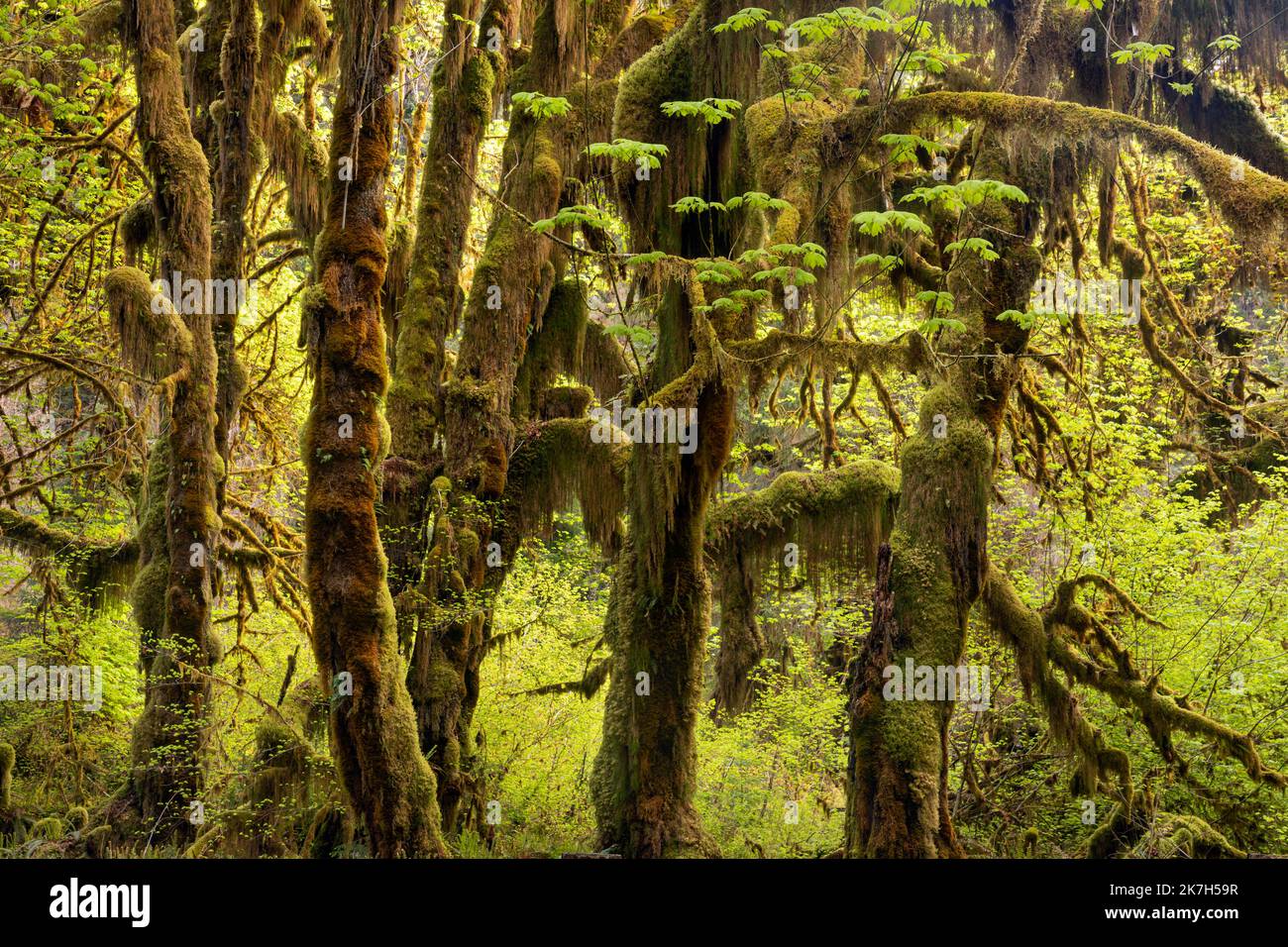 WA22321-00...WASHINGTON - Big Leaf Ahornbäume bedeckt mit Moos in der Hall of Mosses im Hoh Rain Forest des Olympic National Park. Stockfoto