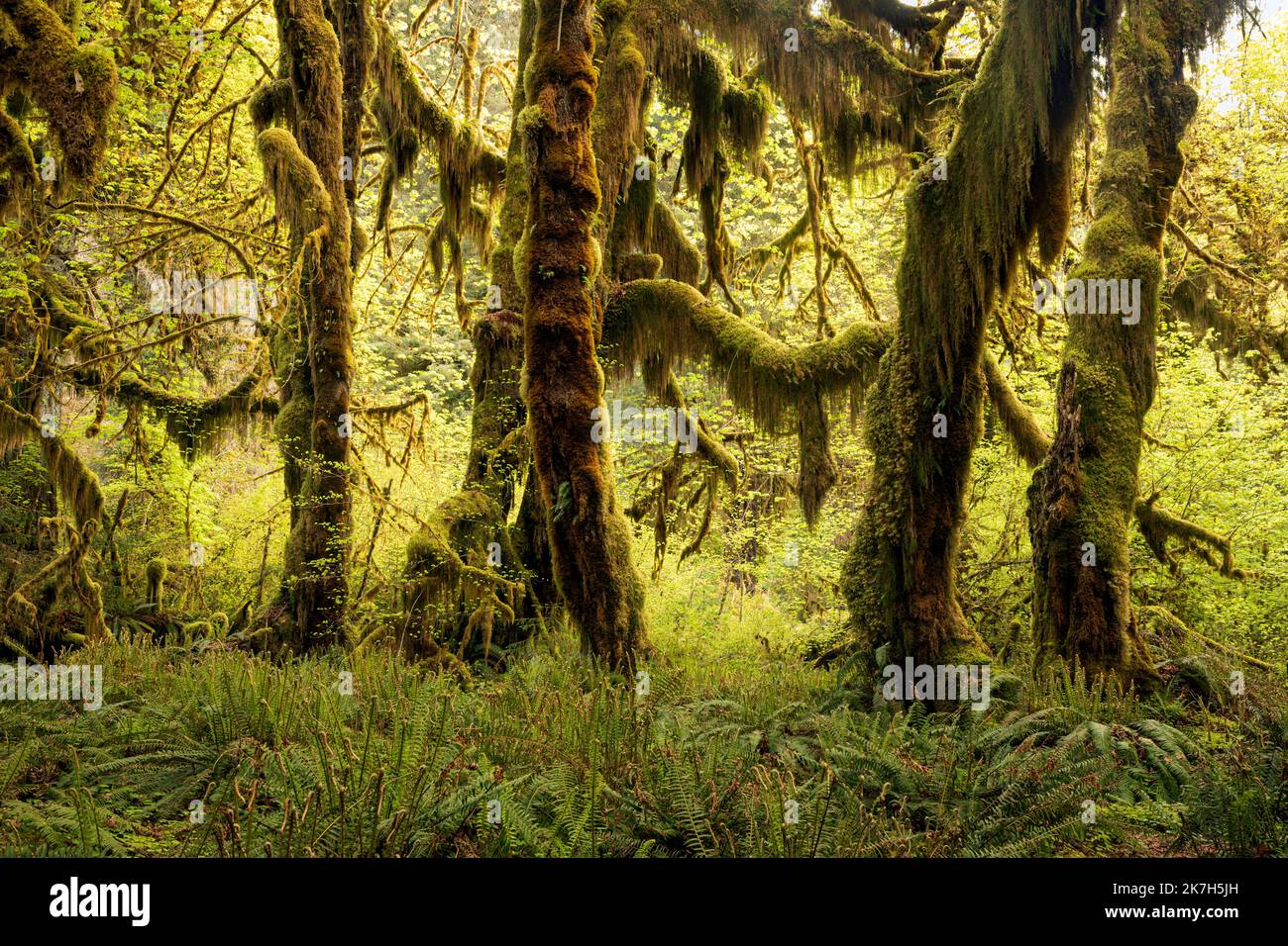 WA22322-00...WASHINGTON - Big Leaf Ahornbäume bedeckt mit Moos in der Hall of Mosses im Hoh Rain Forest des Olympic National Park. Stockfoto