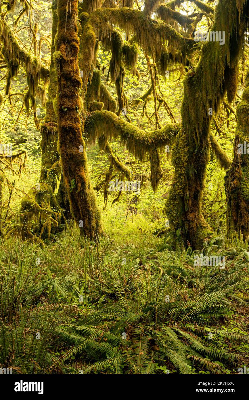 WA22323-00...WASHINGTON - Big Leaf Ahornbäume bedeckt mit Moos in der Hall of Mosses im Hoh Rain Forest des Olympic National Park. Stockfoto